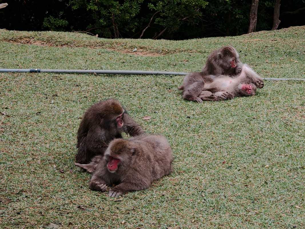 Arashiyama Monkey Park