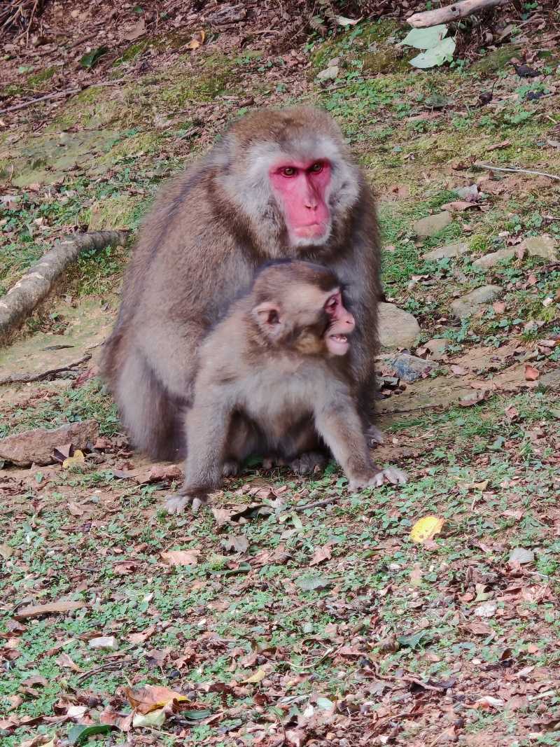 Arashiyama Monkey Park