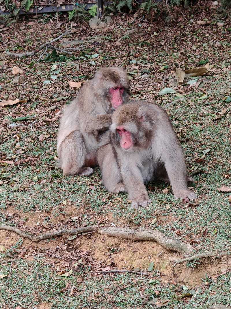 Arashiyama Monkey Park
