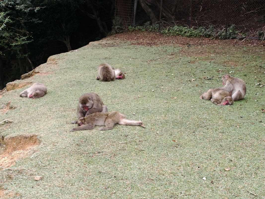 Arashiyama Monkey Park