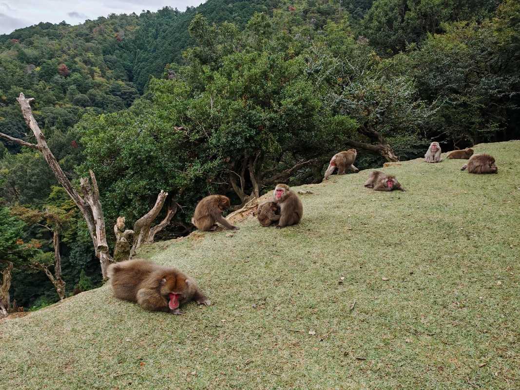 Arashiyama Monkey Park