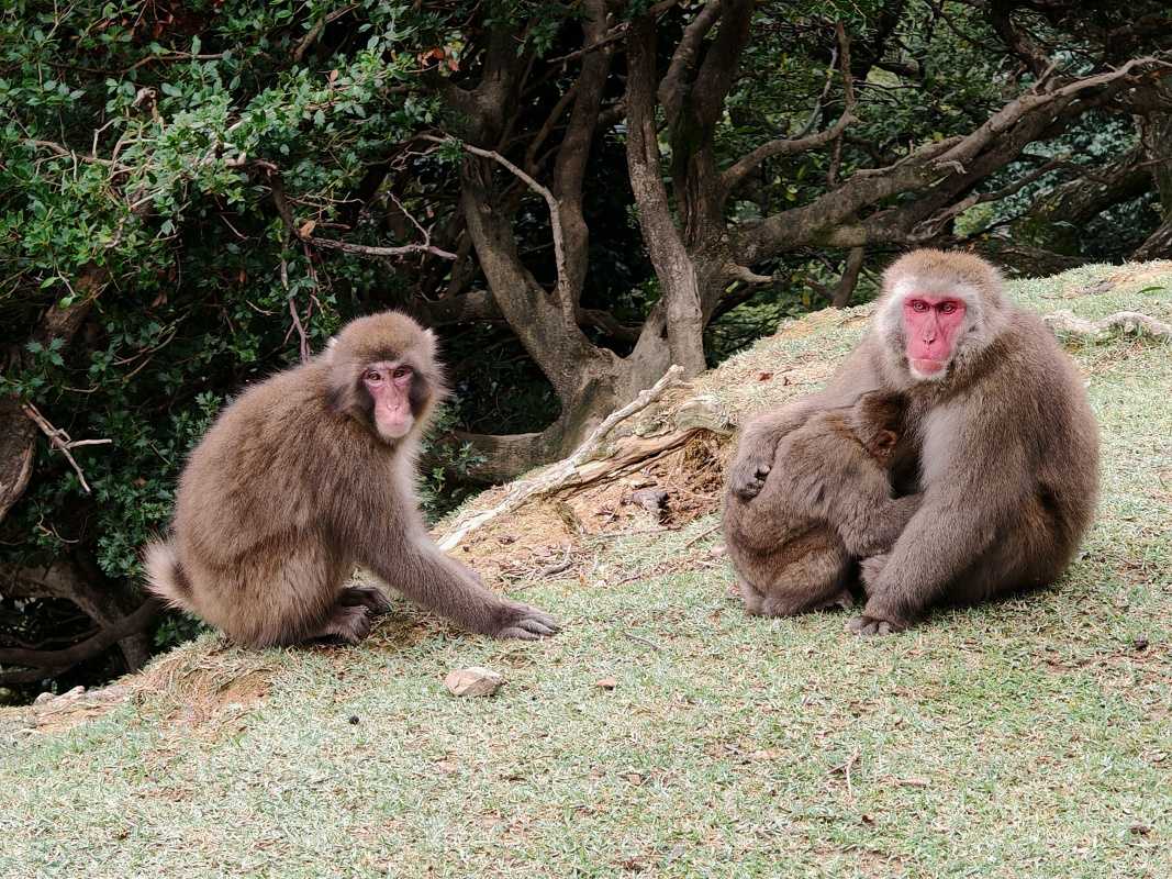 Arashiyama Monkey Park