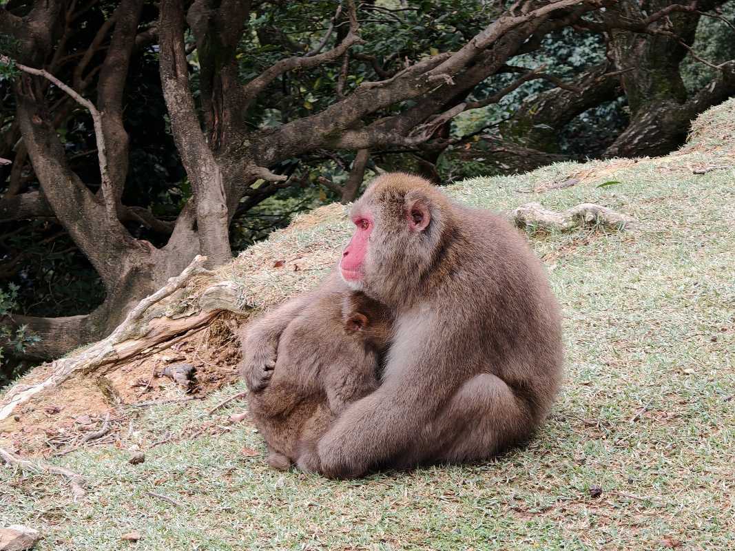 Arashiyama Monkey Park