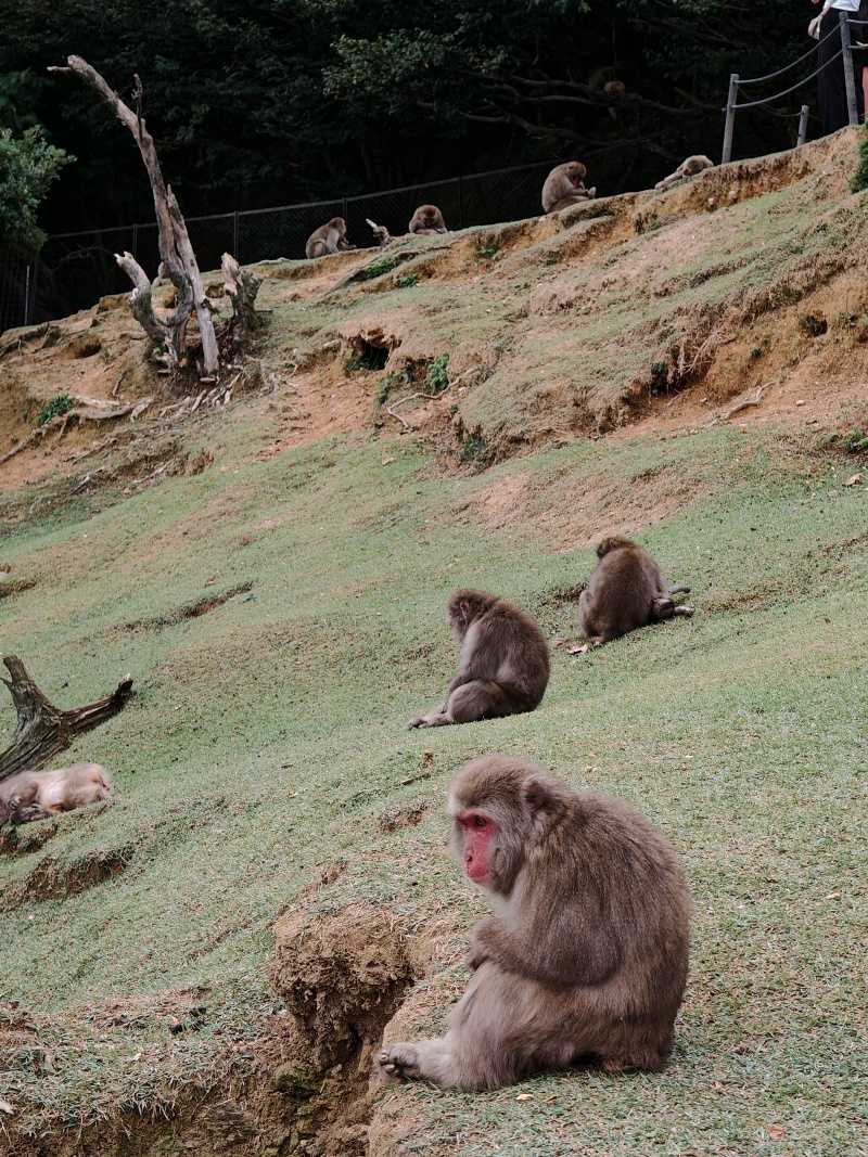 Arashiyama Monkey Park