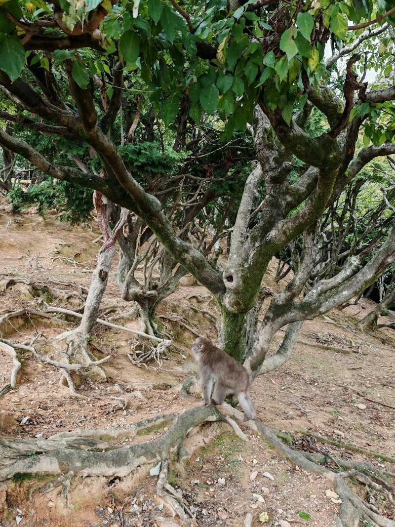 Arashiyama Monkey Park