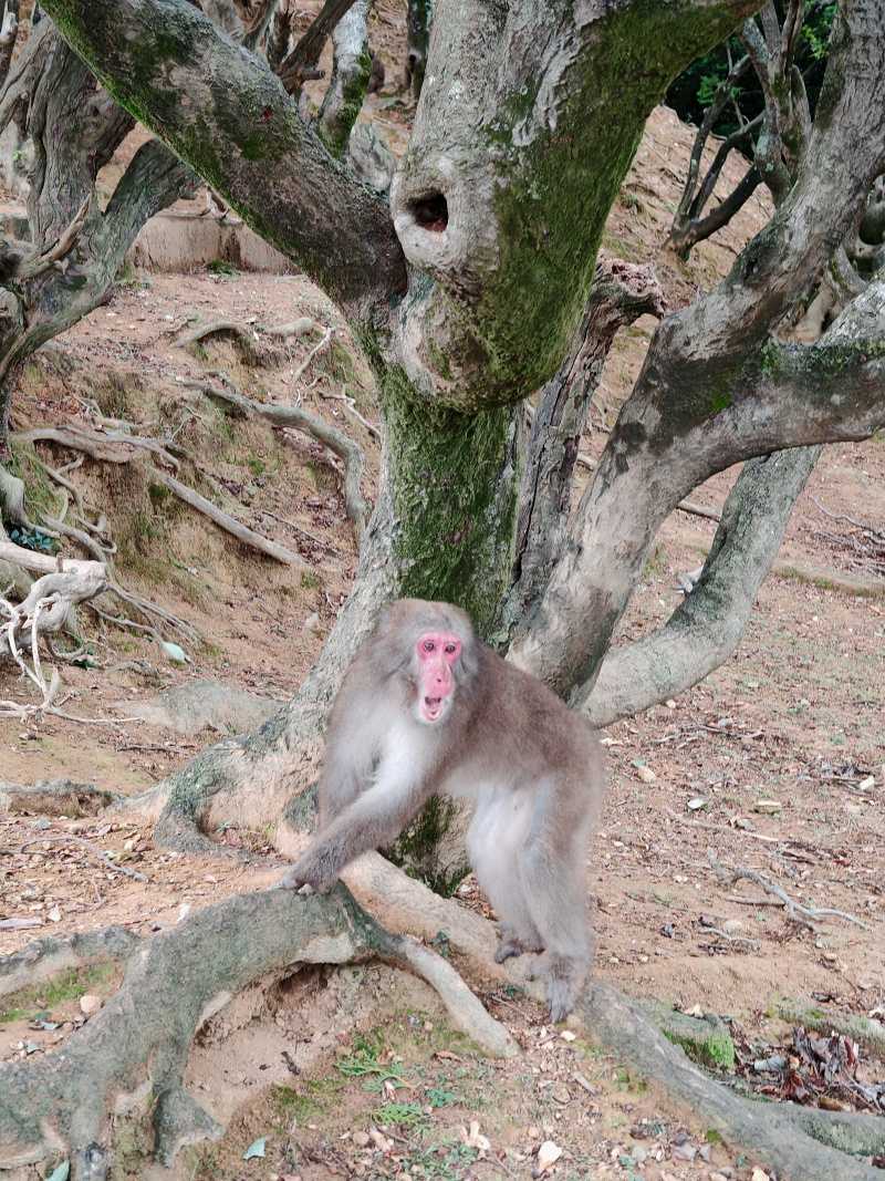 Arashiyama Monkey Park, tejto opici som sa nepáčila, ale služba ju zahnala
