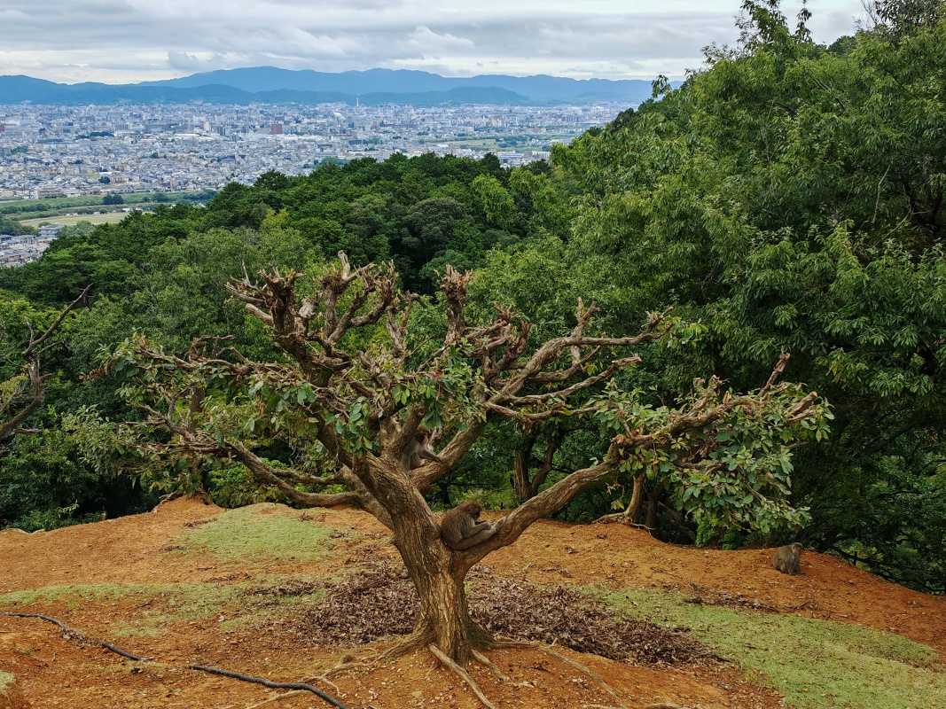 Arashiyama Monkey Park