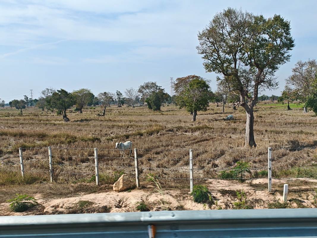 Kambodža - ryžové polia