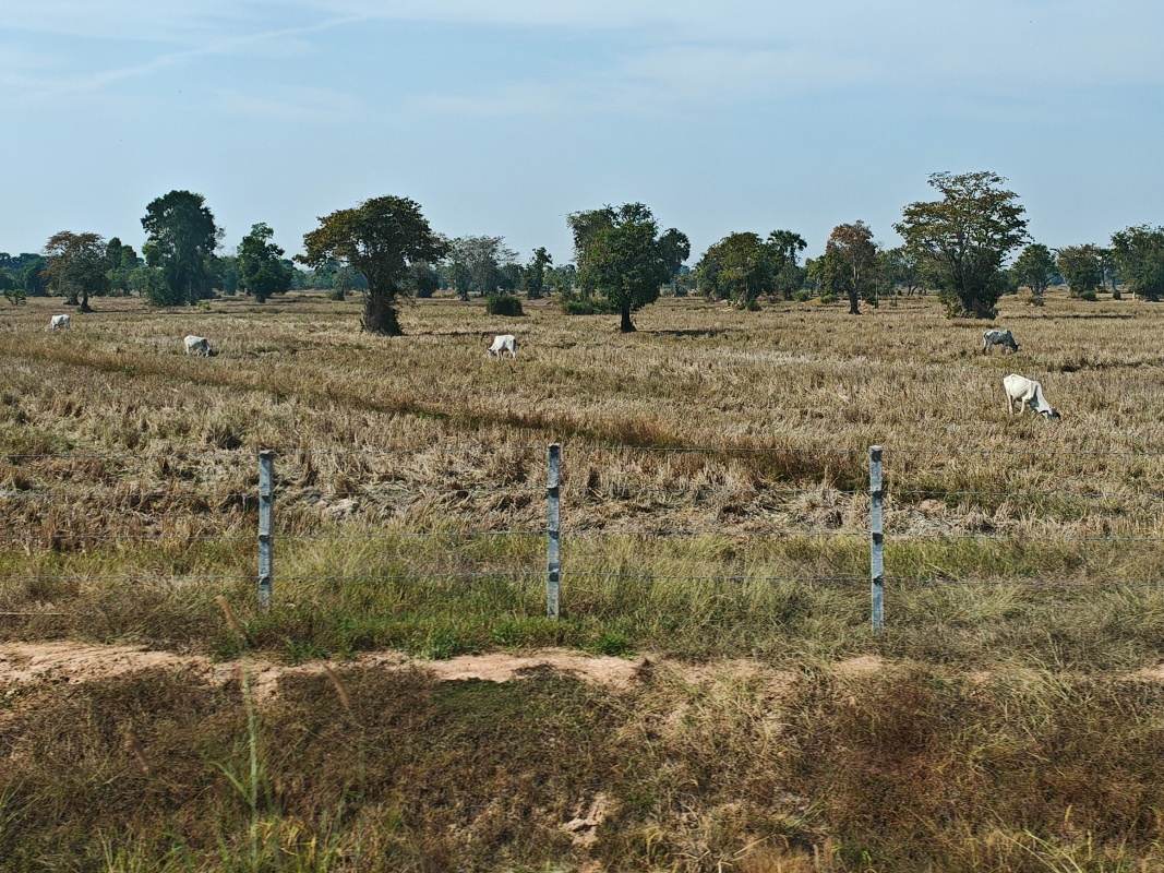 Kambodža - ryžové polia