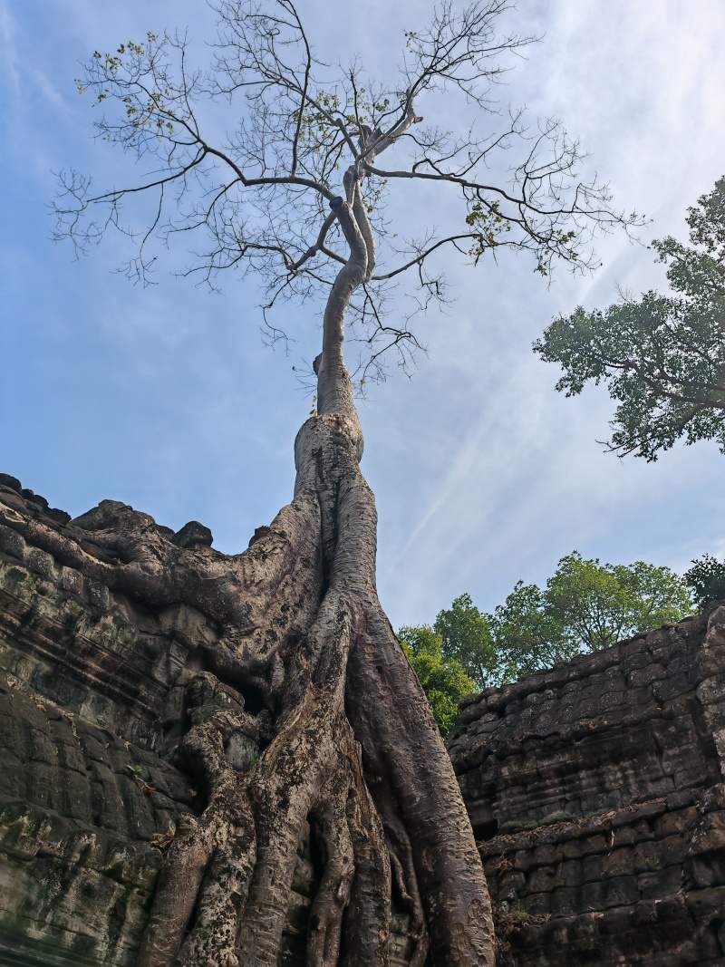 Ta Prohm - prerastený koreňami stromov, pohltený džungľou