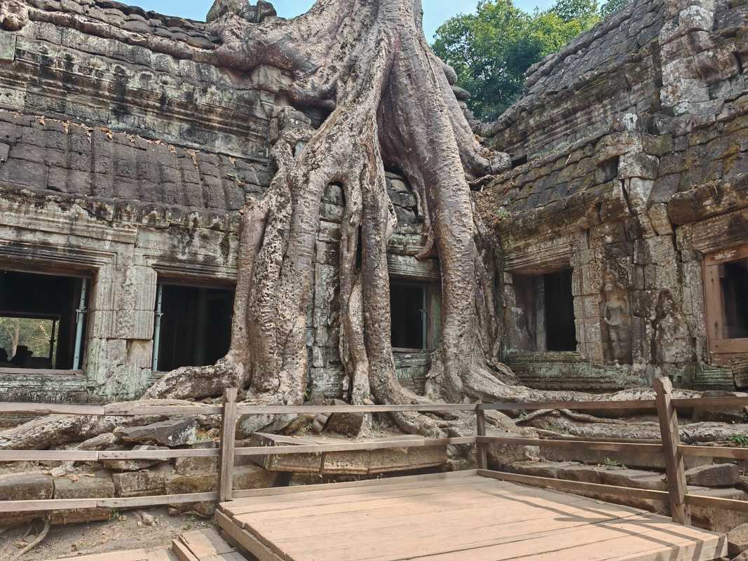 Ta Prohm - s AI bez ohradenia :)