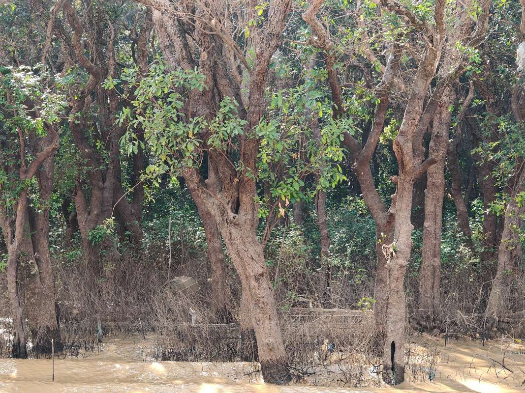 Mangrovníkové lesy