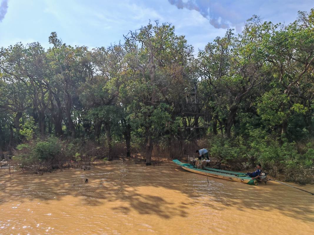 Mangrovníkové lesy