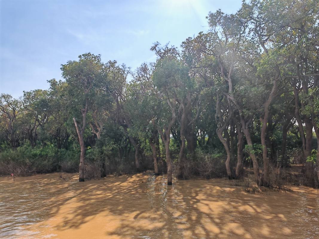 Mangrovníkové lesy