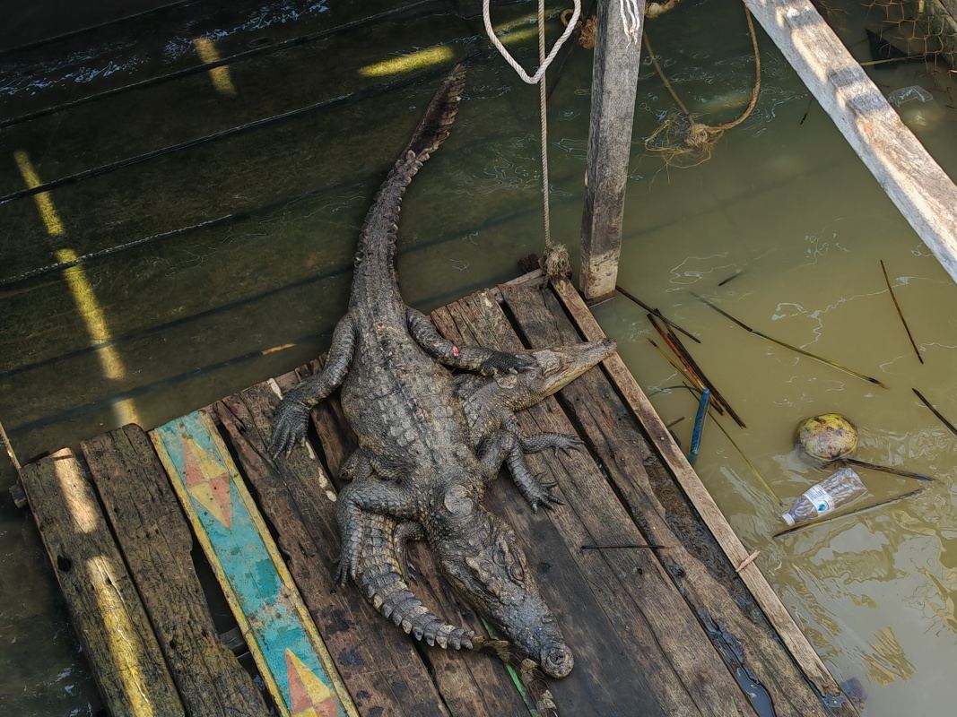 Krokodília farma