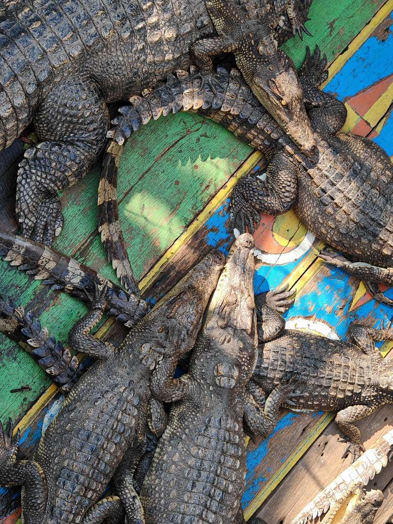 Krokodília farma