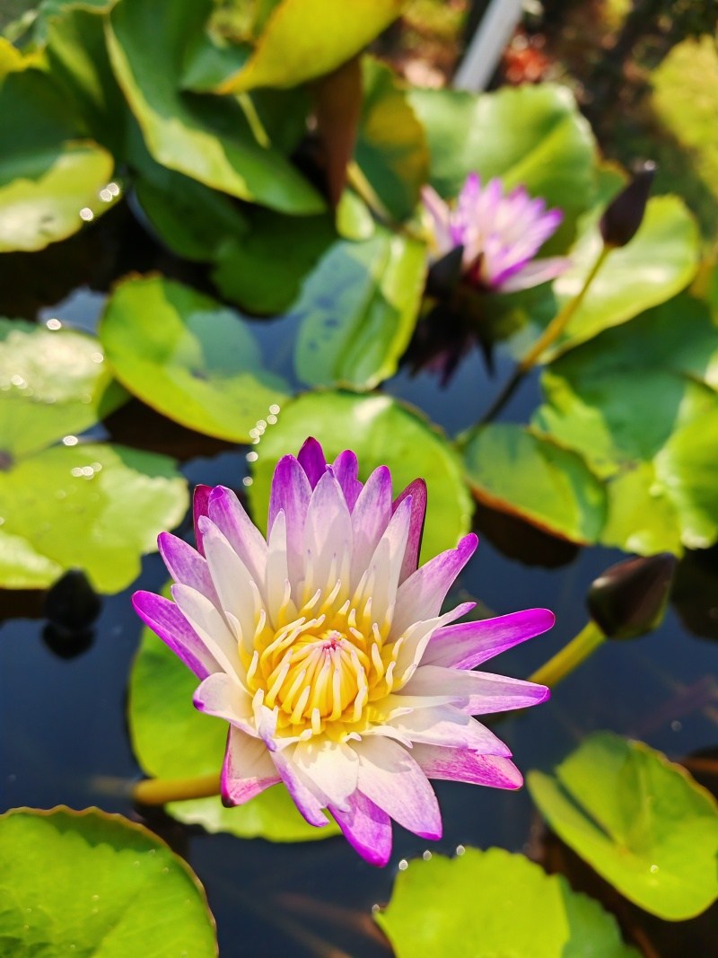 S lotosmi mierime do aktívneho chrámu Wiharn Phra Mongkhon Bophit