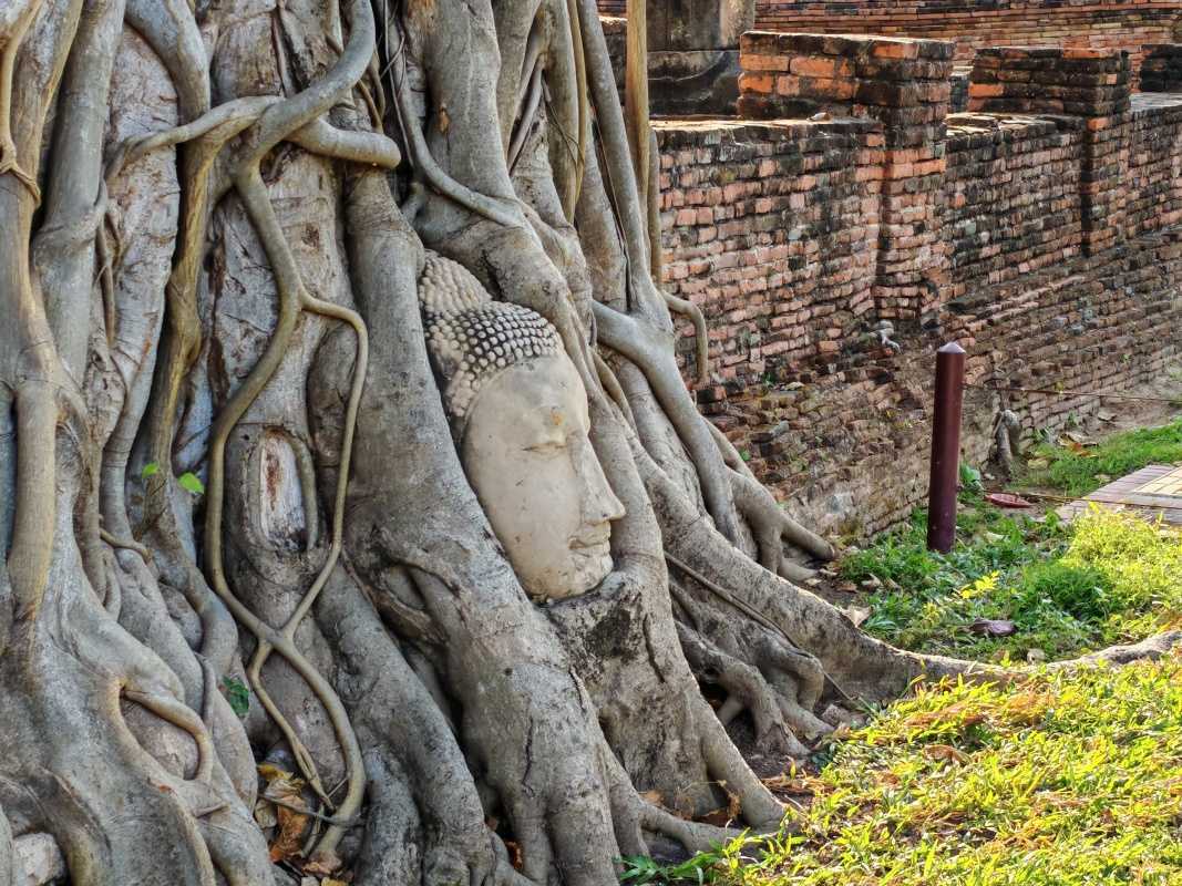 Wat Mahathat - Budha v strome