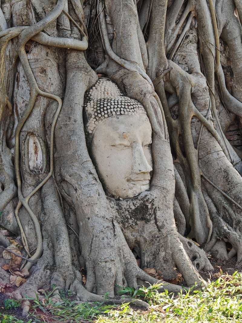 Wat Mahathat - Budha v strome