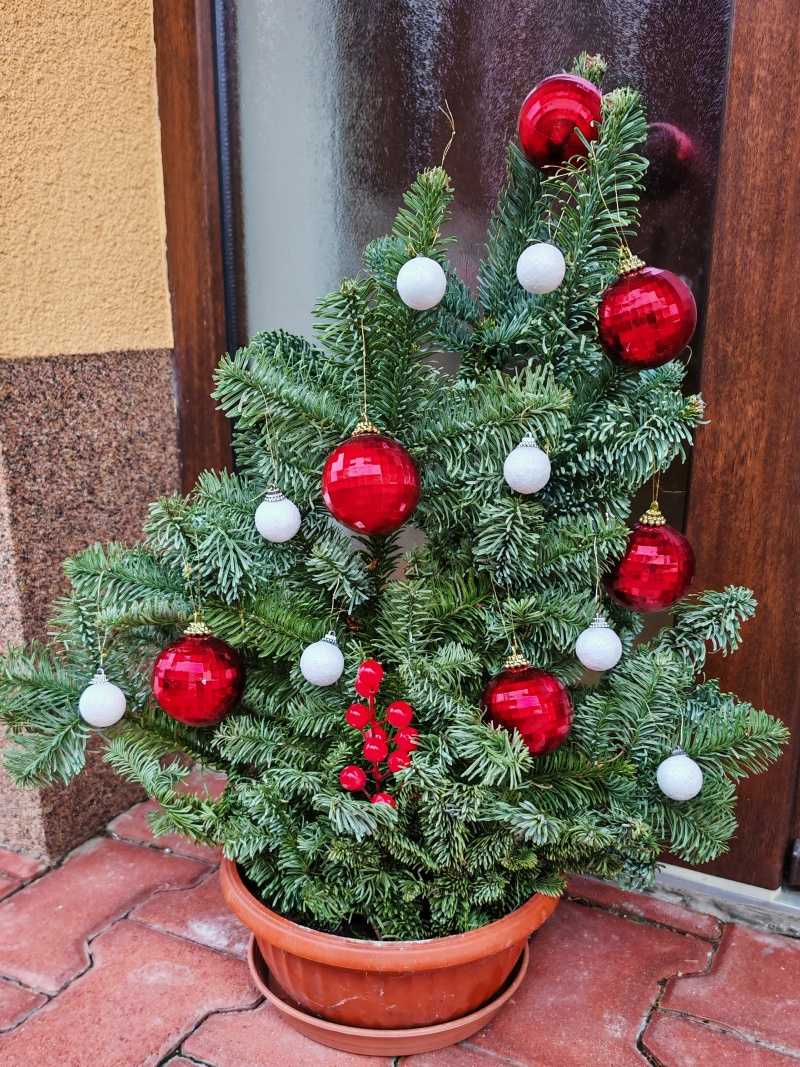 Výzdoba zo živej čečiny