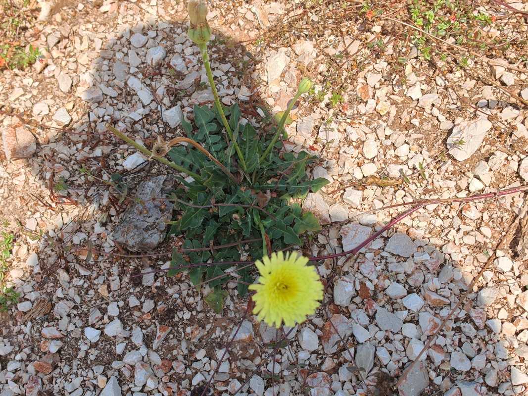 Ostrov Lavdara - citrónovo žltá púpava :O