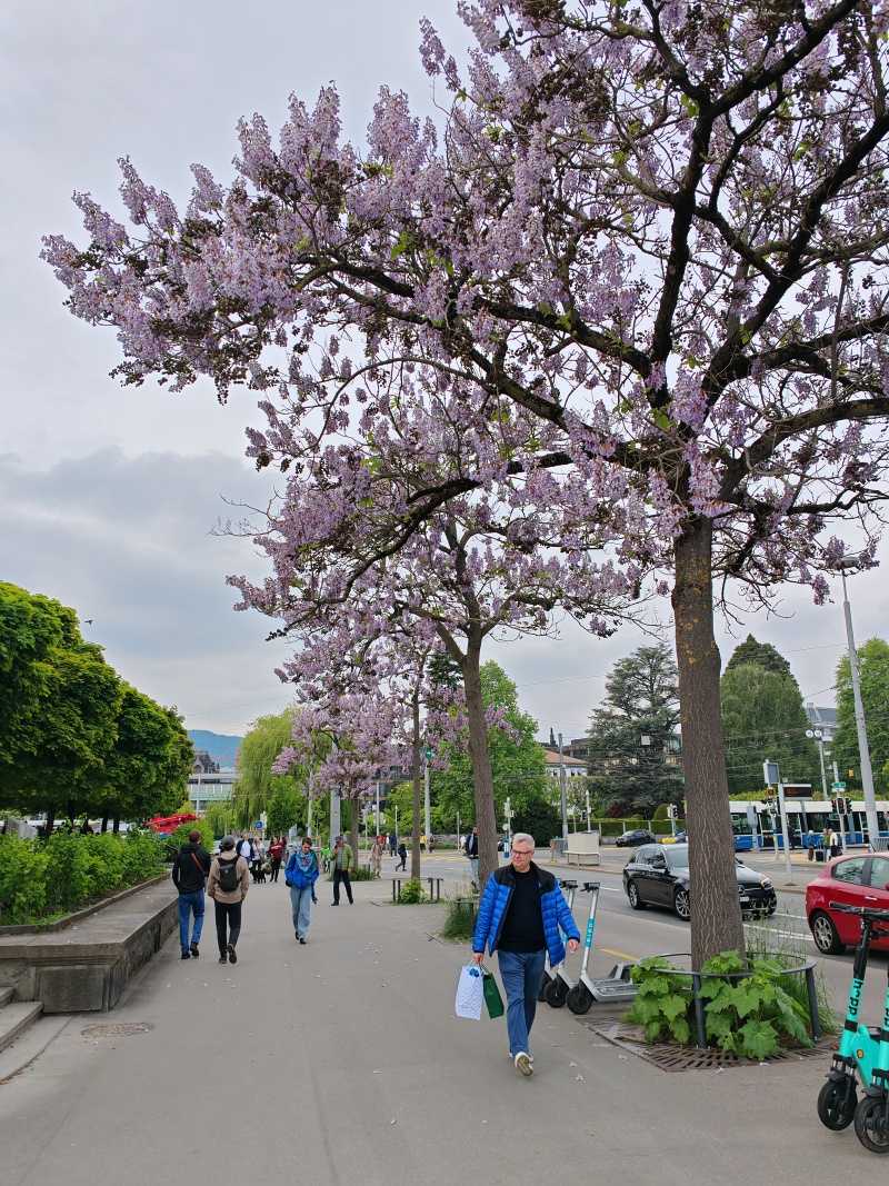 Pri pobreží Zürišského jazera