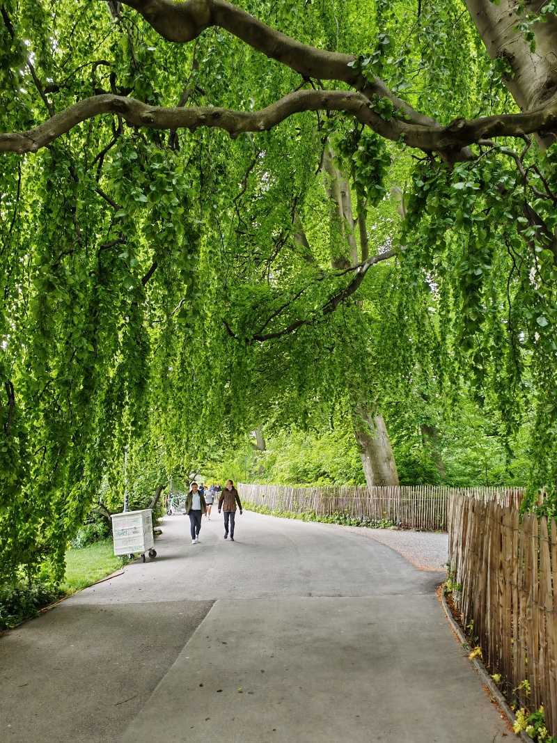 Po ceste k skleníkom - úžasný strom