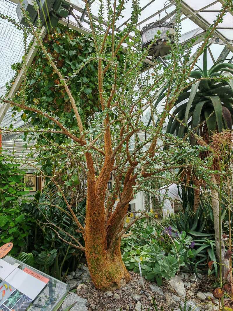 Skleníky so sukulentami