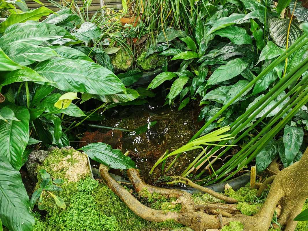 Skleníky so sukulentami