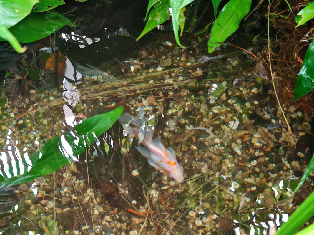 Skleníky so sukulentami