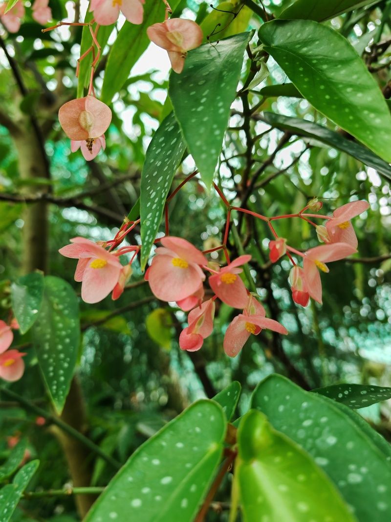Skleníky so sukulentami