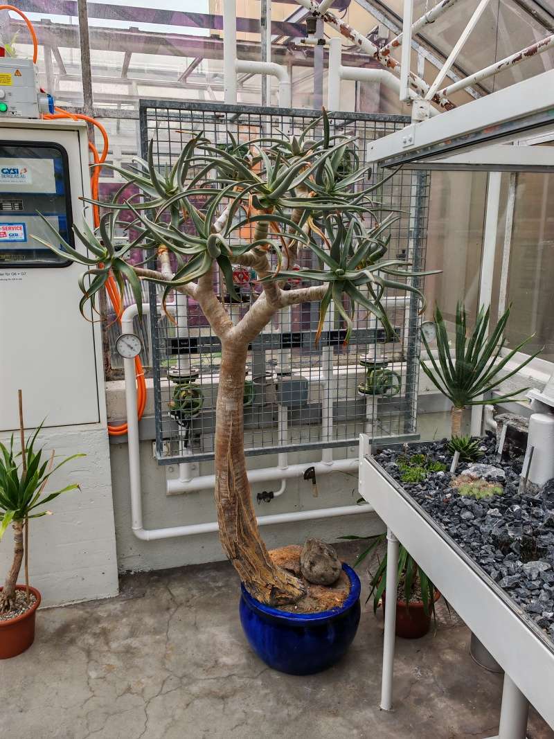 Skleníky so sukulentami