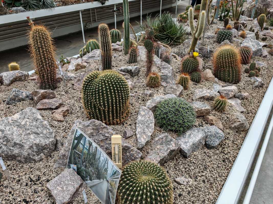 Skleníky so sukulentami