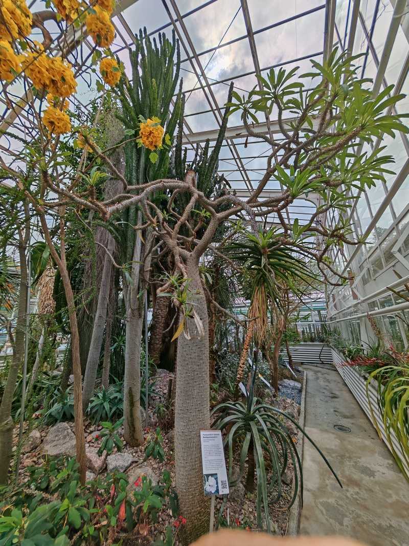 Skleníky so sukulentami - madagaskarská palma