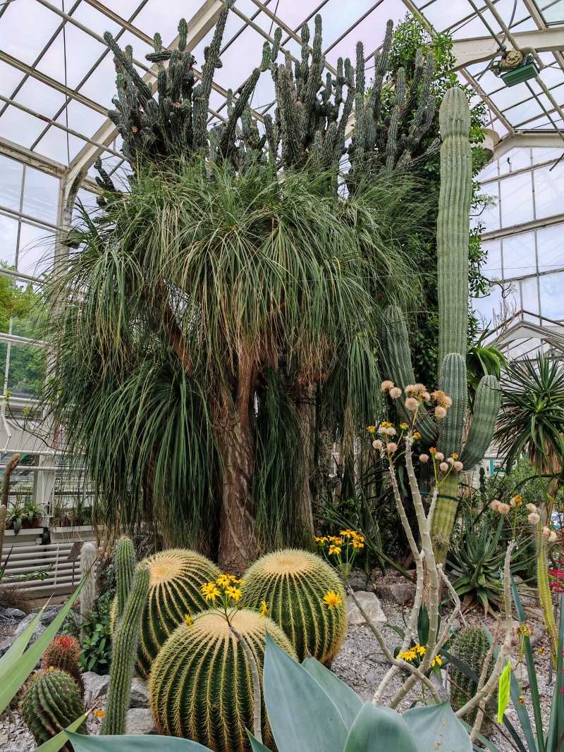 Skleníky so sukulentami