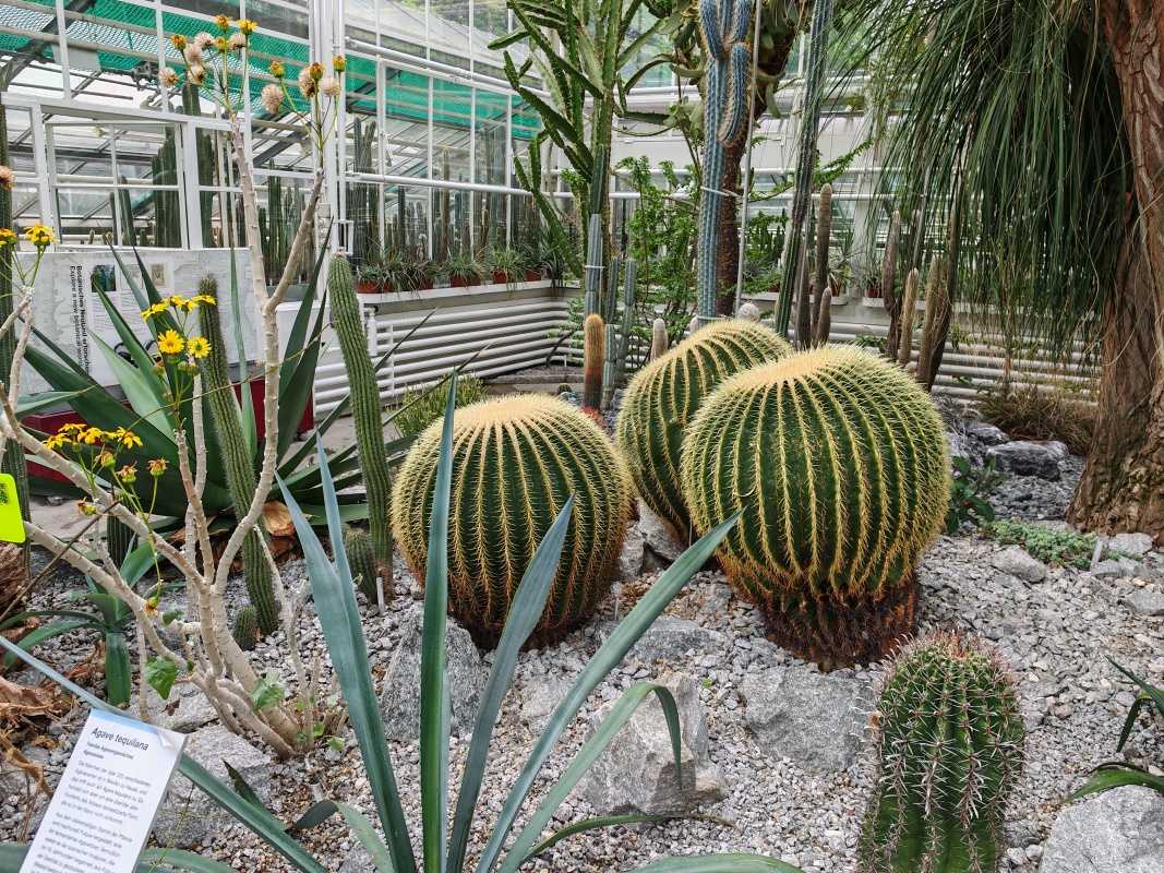 Skleníky so sukulentami