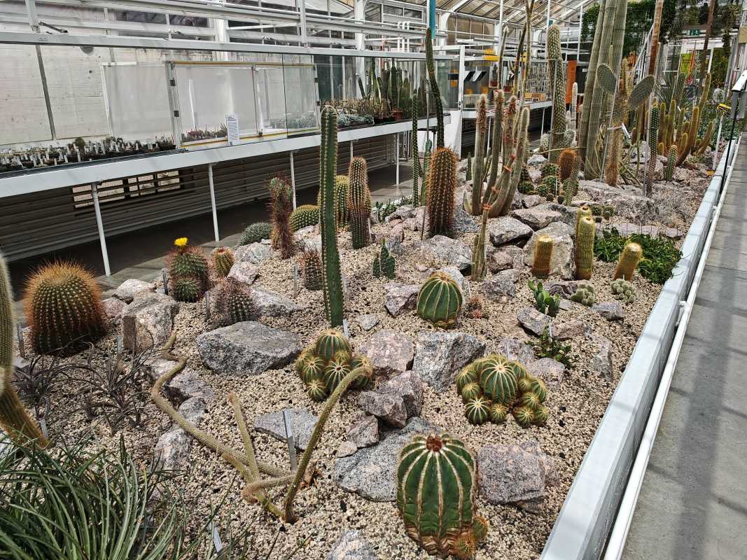 Skleníky so sukulentami