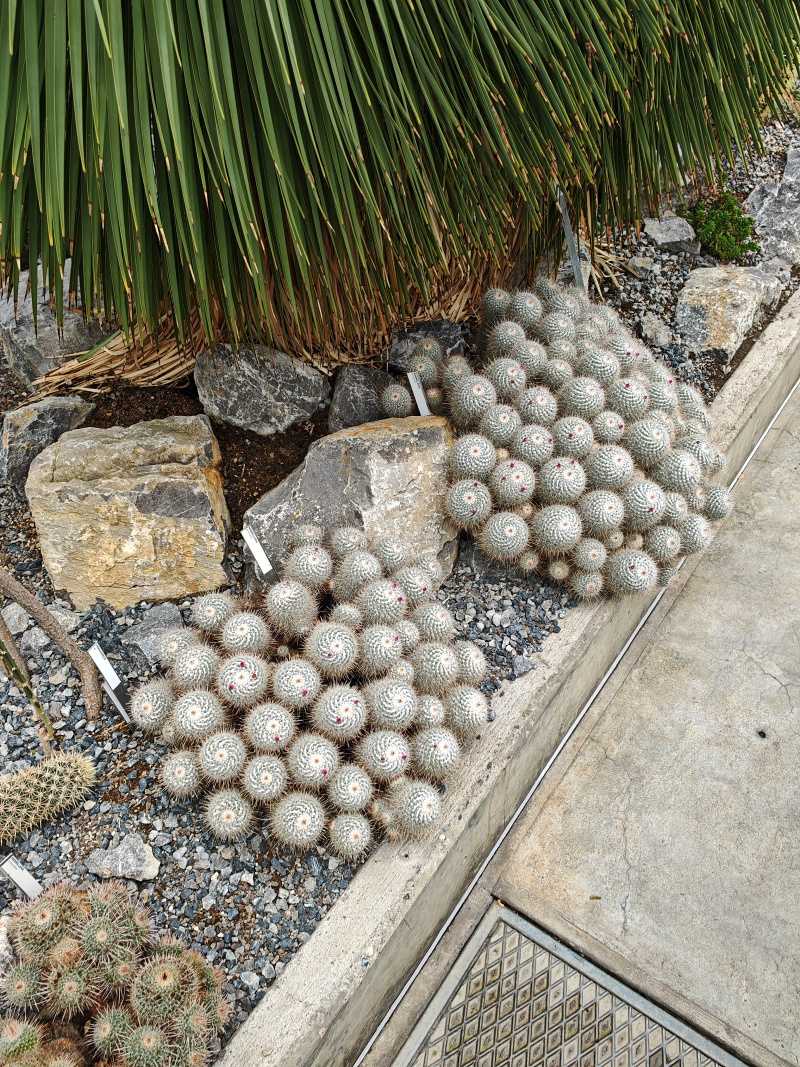 Skleníky so sukulentami