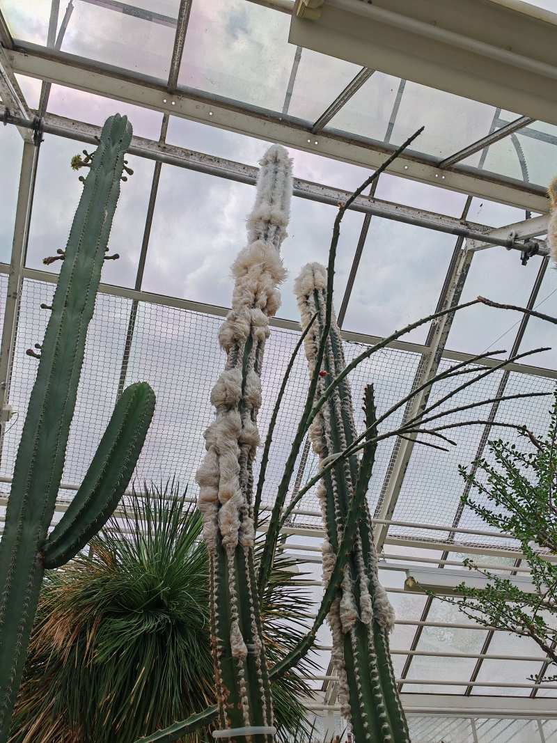 Skleníky so sukulentami, najškaredší kaktus