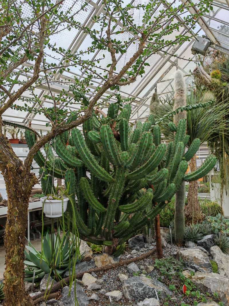 Skleníky so sukulentami