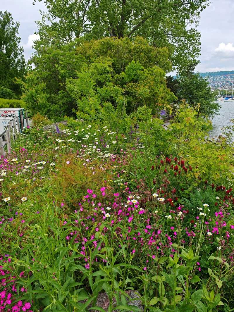 Park cestou naspäť do prístavu - opäť lúka