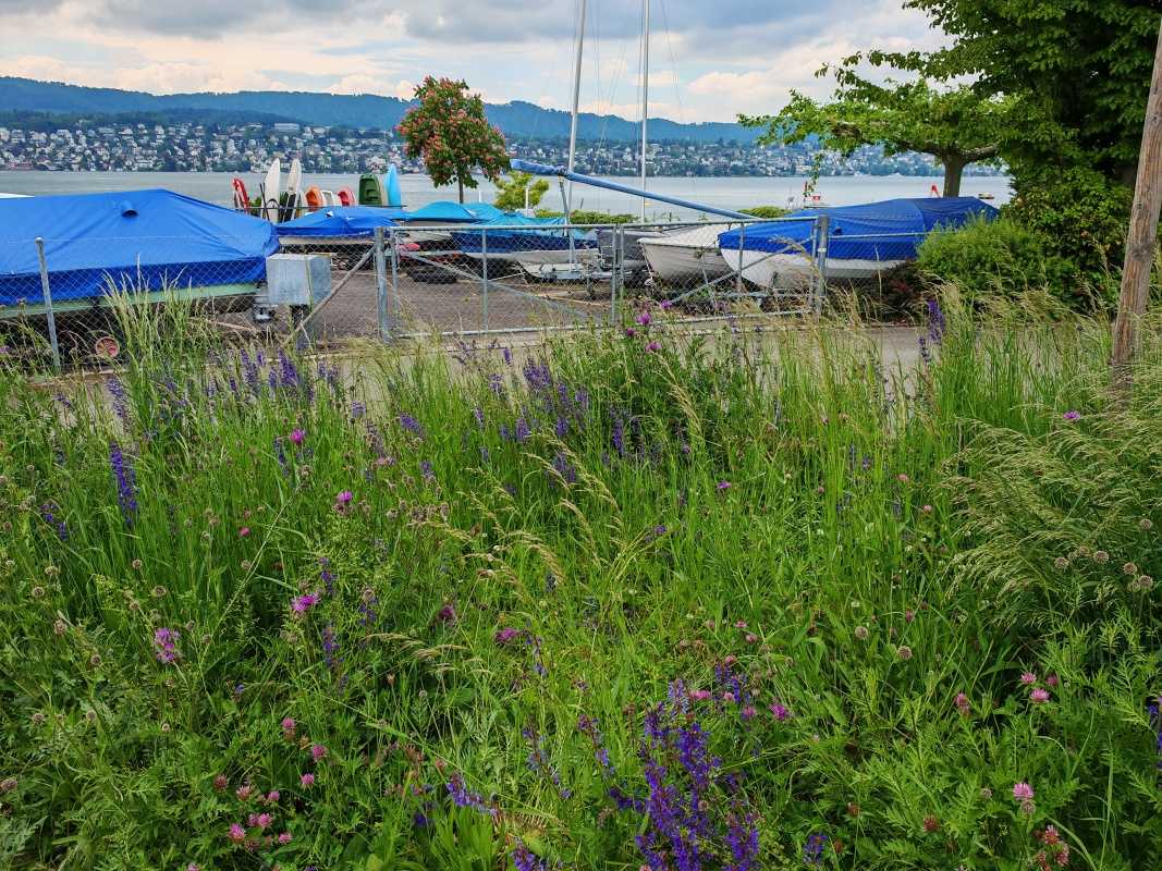 Nepokosoná tráva - lúka