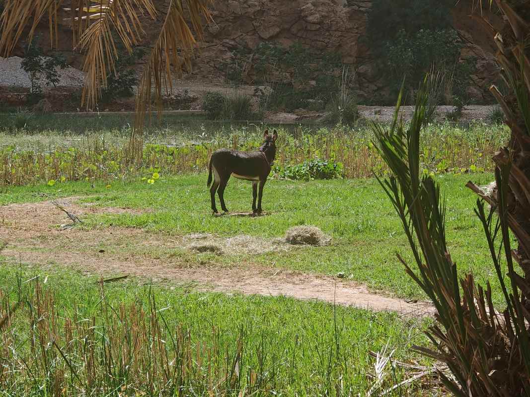 Wadi Shab, strážca brány :D