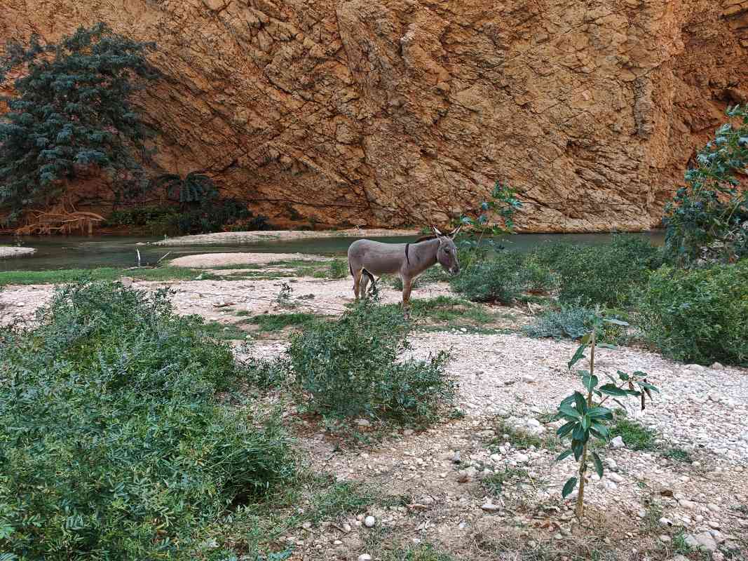 Wadi Shab, banány