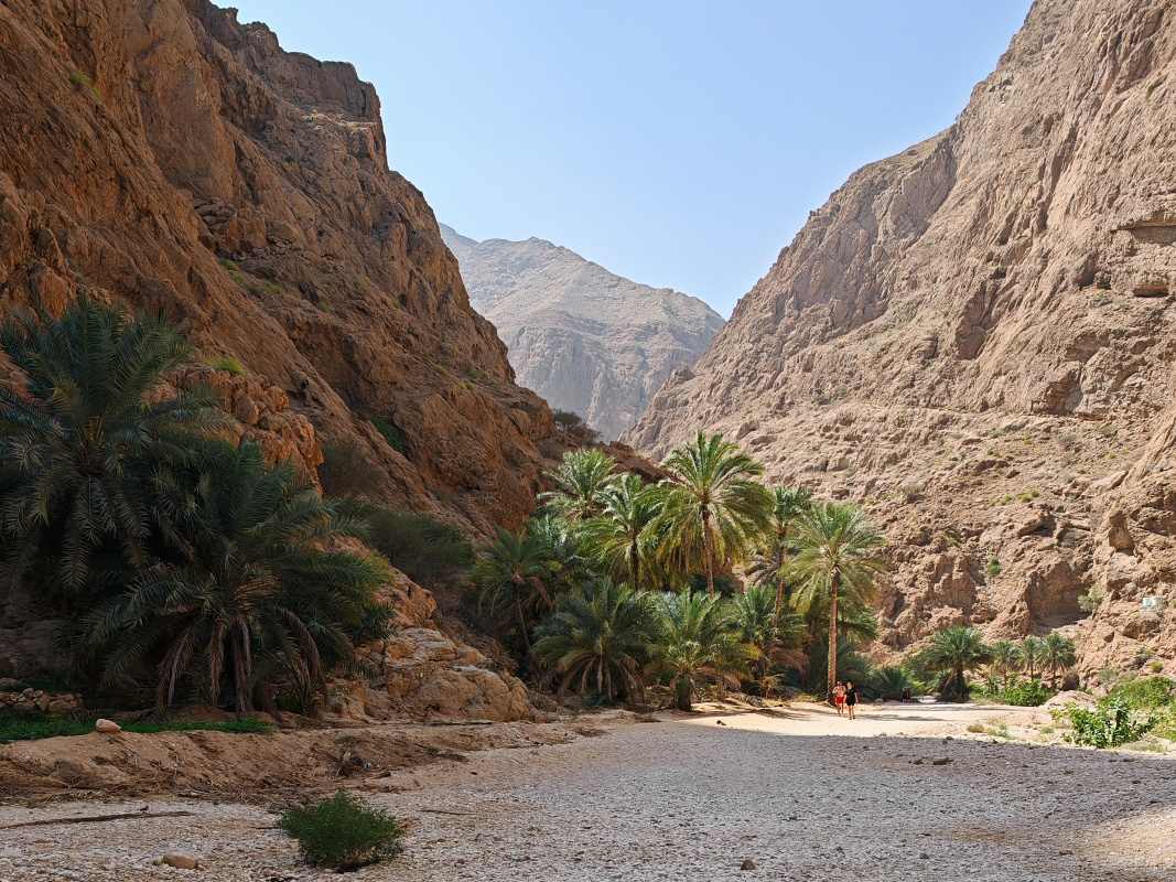 Wadi Shab, škôlka banánovníkov