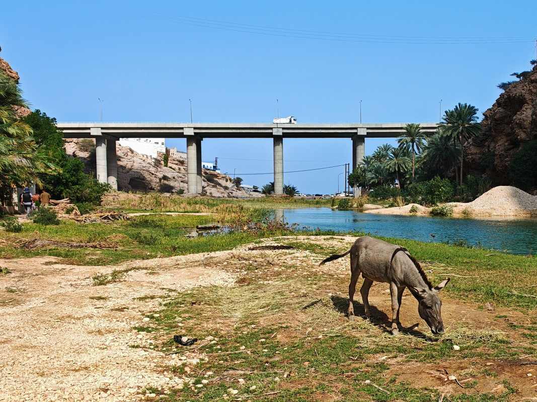 Wadi Shab, strážca brány stráži :)