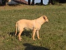 Čaňa