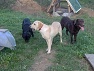 Oskar, Kika, Kora