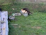 Oskar, Kika