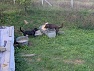 Oskar, Kika, Kora